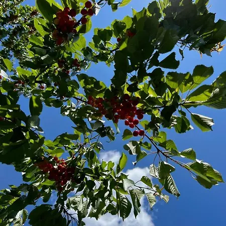 W Zabytkowej Stajni Nad Jeziorem Z Dostepem Do Parku I Sasiedztwem Xix Wiecznego Dworku Modrzewiowego