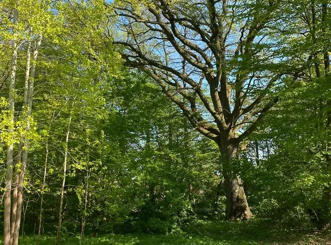 W Zabytkowej Stajni Nad Jeziorem Z Dostepem Do Parku I Sasiedztwem Xix Wiecznego Dworku Modrzewiowego
